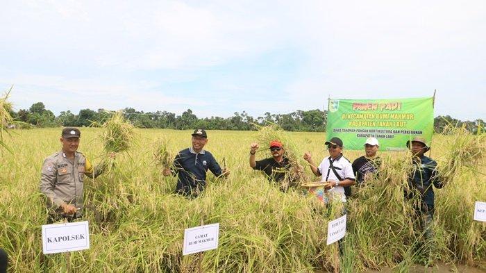 PANEN RAYA - Pj Bupati Tala H Syamsir Rahman didampingi Camat Bumi Makmur Sahidanor dan pihak lainnya melakukan panen raya padi lokal unggul di Handil Birayang Atas, Senin (11_3).