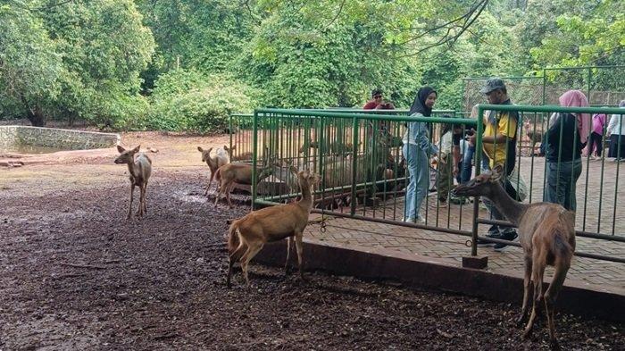 Suasana penangkaran rusa di Tahura.