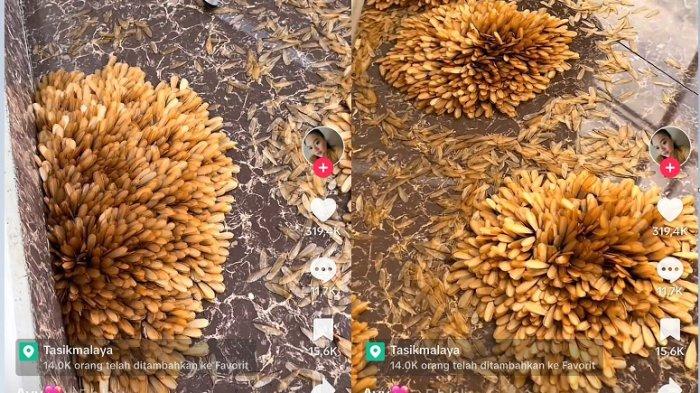 Viral ribuan laron bentuk motif bunga di Tasikmalaya.