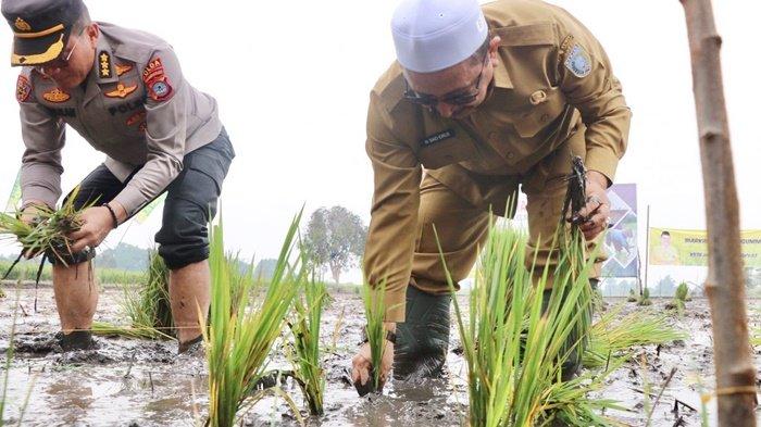 Wakil Bupati Banjar, Habib Idrus Al Habsyie, bersama Kapolres saat tanam padi di Desa Sungai Rangas Hambuku, Kecamatan Martapura Barat, Selasa (19/9/2023).
