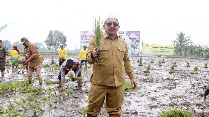 Wakil Bupati Banjar, Habib Idrus Al Habsyie, saat tanam padi di Desa Sungai Rangas Hambuku, Kecamatan Martapura Barat, Selasa (19/9/2023).
