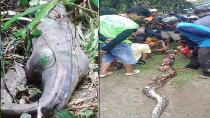 ULAR PITON MEMANGSA MANUSIA - Warga mengevakuasi jenazah Wa Siti, korban yang tewas dililit piton sepanjang 6,5 meter di Buton, Sulawesi Tenggara. Insiden ini kembali soroti potensi bahaya piton liar di kawasan hutan Sulawesi.