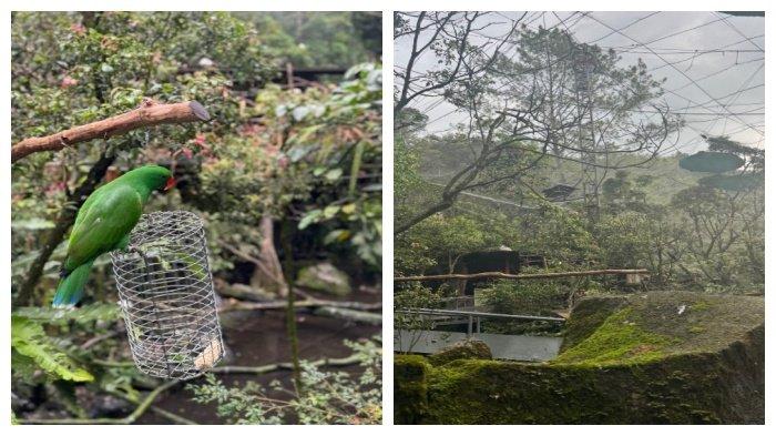 Kubah Burung Taman Safari Bogor memiliki lebih dari 300 spesies burung eksotis yang terbang bebas di atas kepala Anda.