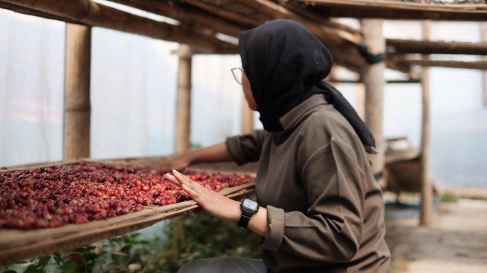 KOPI MERAH - Biji kopi hasil panen perkebunan kopi di Desa Dawuhan, Kecamatan Garung, Kabupaten Wonosobo, Jawa Tengah, tengah dijemur, Kamis (12/6/2026). Desa Dawuhan dikenal memiliki kopi berkualitas tinggi lantaran dihasilkan dari perkebunan yang berada di tanah subur dan cuaca dingin.
