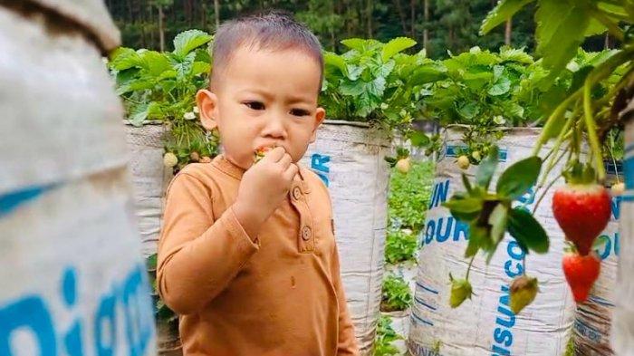 Pengunjung anak-anak dan balita asyik memanen dan memakan buah stroberi langsung dari kebun Stroberi Mencir di Desa Guci, Kecamatan Bumijawa, Kabupaten Tegal, Jawa Tengah.