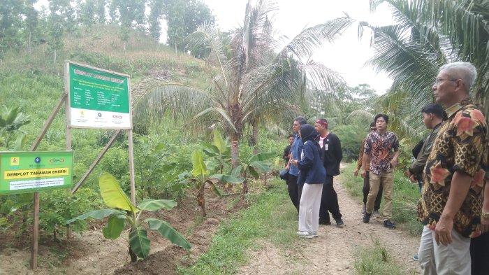 Peneliti dari IPB University dan jajaran management PT PLN EPI saat mengecek demplot tanaman gamal dan kaliandra di Desa Kalijeruk, Kawunganten. Kamis (7/3). Kedua tanaman ini digunakan sebagai biomassa pengganti bahan bakar batubara di PLTU Adipala.