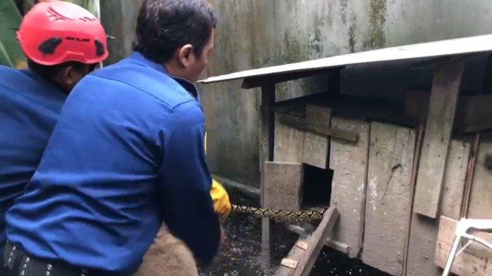 Tim Damkar Cilacap menangkap ular sanca sepanjang 3 meter di pekarangan rumah warga di Kelurahan Tegalkamulyan, Cilacap, Kamis (14/3/2024).