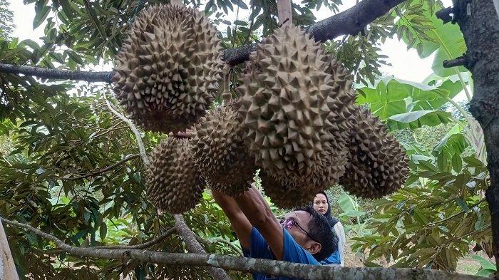 Petani memetik buah durian yang dipilih pembeli di kebun durian di Desa Rogoselo, Kecamatan Doro, Kabupaten Pekalongan, Senin (8/1/2024).
