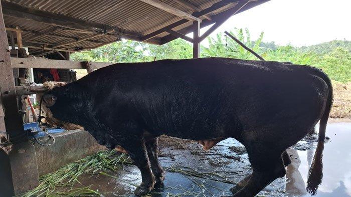 SAPI KURBAN PRESIDEN PRABOWO - Sapi jenis Simmental bernama Kriwil, yang akan dikurbankan Presiden Prabowo Subianto, saat berada di kandang hewan Temiang, Batam, Selasa (6/5/2025)