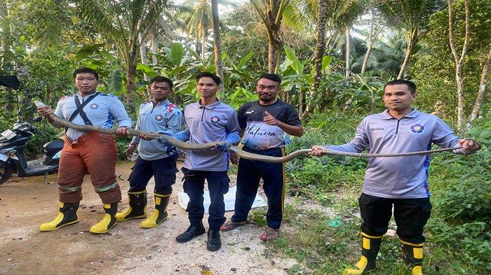 Tim Damkar Natuna usai mengevakuasi ular kobra yang masuk ke dalam rumah warga di Air Kijang, Kelurahan Sungai Ulu, Kecamatan Bunguran Timur, Kamis (18/7/2024)