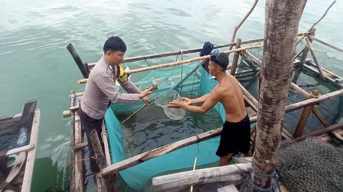 Bhabinkamtibmas Desa Suak Buaya, Brigadir Ardiansyah Nasution bantu warga panen ikan karang di Kecamatan Kepulauan Posek, Kabupaten Lingga, Provinsi Kepri, Senin (18/11/2024).