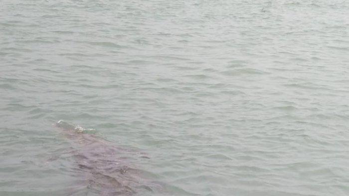 BUAYA MUNCUL - Warga pulau disekitar pulau bulan takut melaut karena buaya sering muncul, bahkan sampai ke bawah rumah warga.