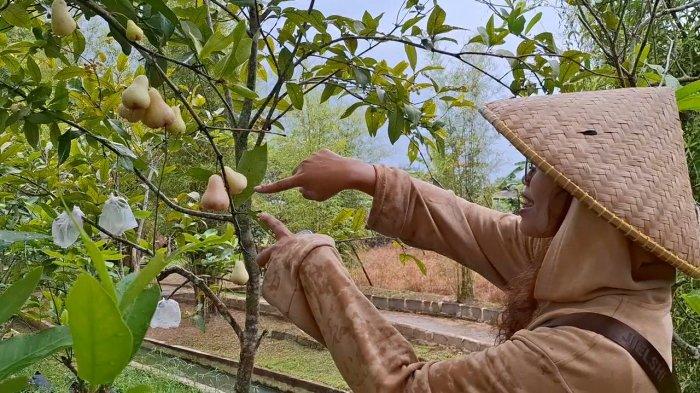 Seorang pengunjung yang menunjukkan buah jambu yang tumbuh di Kampoeng Sawah, Minggu (8/12/2024)