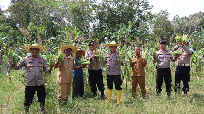 PANEN PERDANA - Panen perdana jagung varietas Paragon Pertiwi di lahan seluas 500 meter persegi, yang terletak di Dusun II, Desa Sungai Raya, Kecamatan Singkep Barat, Senin (20/1/2025).