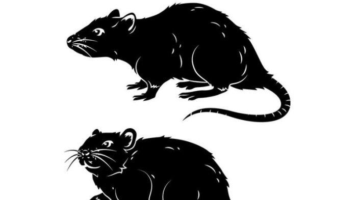 Shio tikus hitam