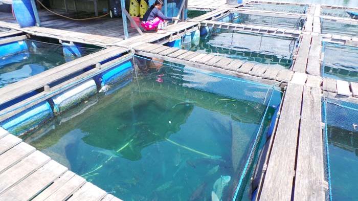 Keramba ikan Napoleon milik Dodo di Desa Air Sena, Kecamatan Siantan Tengah, Kabupaten Kepulauan Anambas, Provinsi Kepulauan Riau (Kepri), Minggu (1/3/2015).