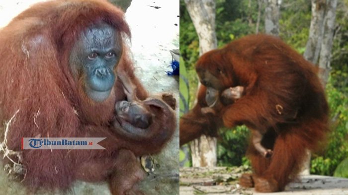 Orangutan di Safari Lagoi Bintan melahirkan anak