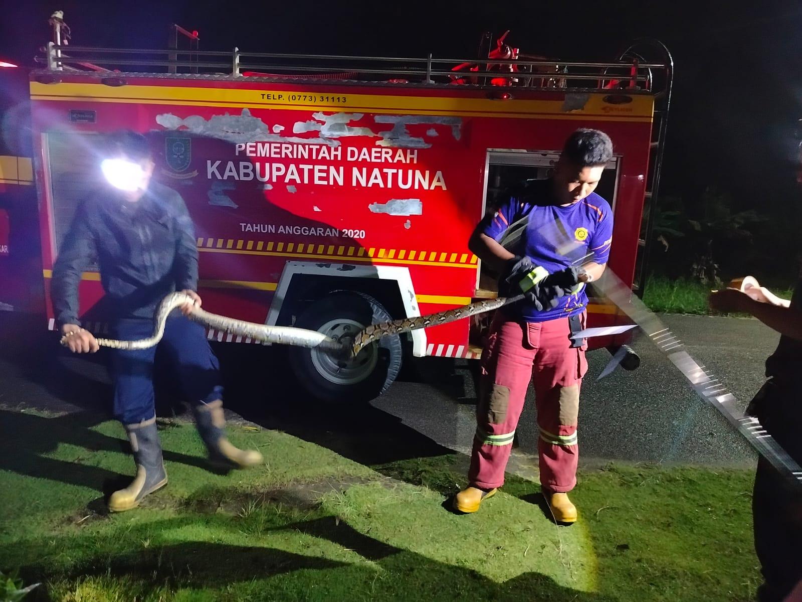 Ular piton masuk kandang ayam milik warga Ranai berhasil di amankan tim Damkar Natuna, Jum'at (17/1/2025)