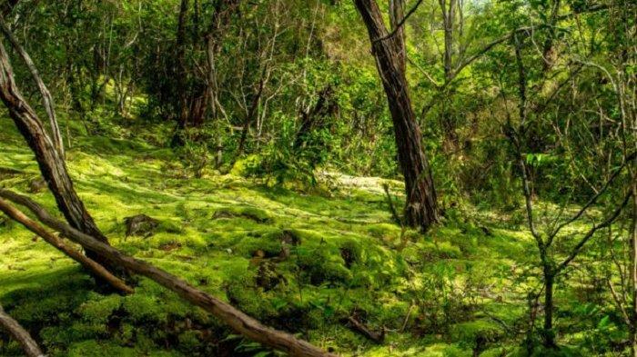 Wisata Belitung, Gunung Lumut