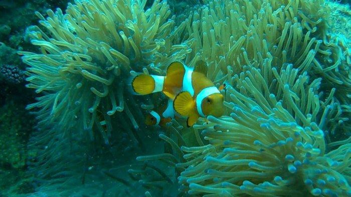 The beauty of coral reefs which located near Lengkuas Island Waters