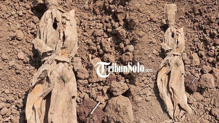 Pocong mini yang ditemukan saat proses pengupasan tanah di Candi Watu Genuk, Desa Kragilan, Kecamatan Mojosongo, Boyolali, Senin (23/10/2023).