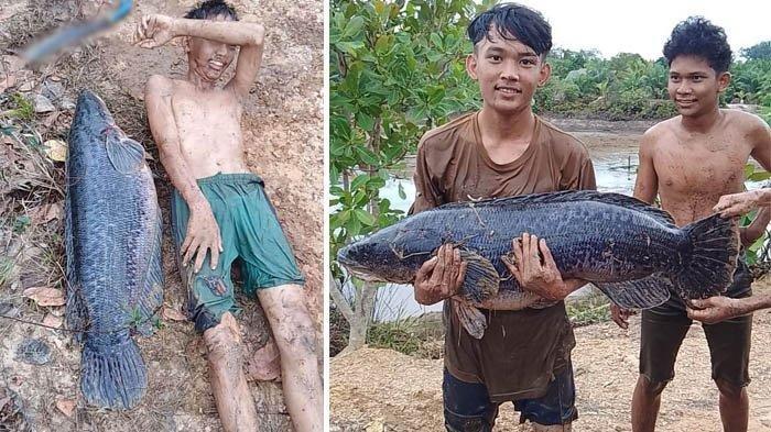 Viral ikan toman jumbo ditangkap remaja di Desa Kimak, Kabupaten Bangka, Provinsi Kepulauan Bangka Belitung, Sabtu (4/11/2023). Ikan air tawar itu diperkirakan sebesar 20 kilogram.