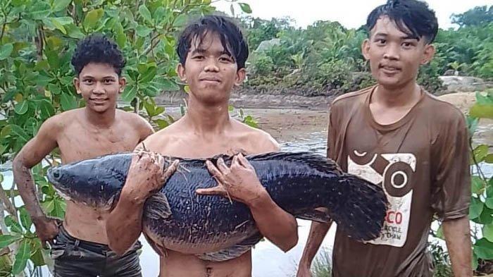 Viral ikan toman jumbo ditangkap remaja di Desa Kimak, Kabupaten Bangka, Provinsi Kepulauan Bangka Belitung, Sabtu (4/11/2023). Ikan air tawar itu diperkirakan sebesar 20 kilogram.