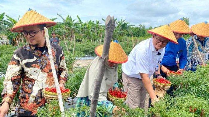 PANEN CABAI - Pihak Kantor Perwakilan Bank Indonesia (KPwBI) Provinsi Kepulauan Bangka Belitung bersama Kelompok Tani (Poktan) Karya Bersama, Desa Perlang, Kecamatan Lubuk Besar, Kabupaten Bangka Tengah, panen cabai, Kamis (7/12/2023). Panen cabai di lahan seluas 2.500 meter persegi ini turut dihadiri KPwBI Babel Faturachman, Kepala Deputi KPwBI Babel Agus Taufik, Wakil Bupati Bangka Tengah, Era Susanto, dan tamu undangan lainnya.