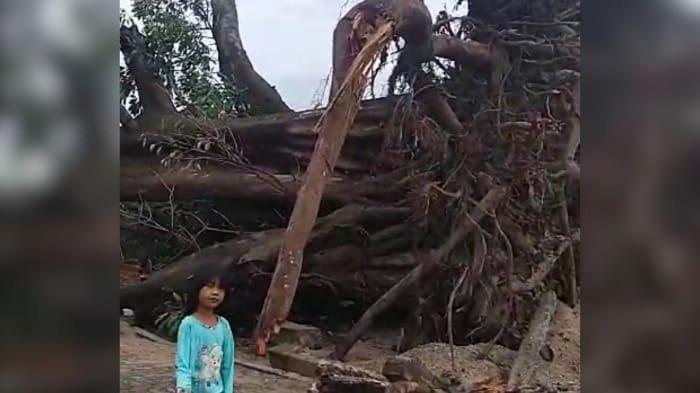 Pohon beringin tua lambang Desa Pulau Gersik, Kecamatan Selat Nasik, Kabupaten Belitung, tumbang diterjang angin puting beliung pada Minggu (29/9/2024).