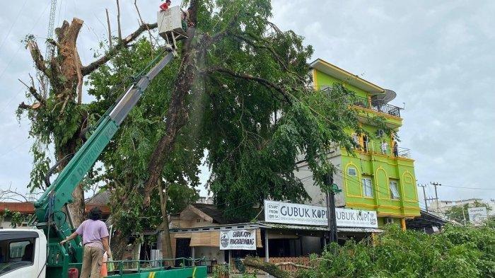 PANGKAS POHON - Petugas DLH Pangkalpinang bersama tim dari PLN UP3 Bangka melakukan penebangan pohon besar di Jalan Theresia, Kota Pangkalpinang, Senin (6/1/2025). Penebangan ini dilakukan untuk mengantisipasi risiko pohon tumbang akibat cuaca.