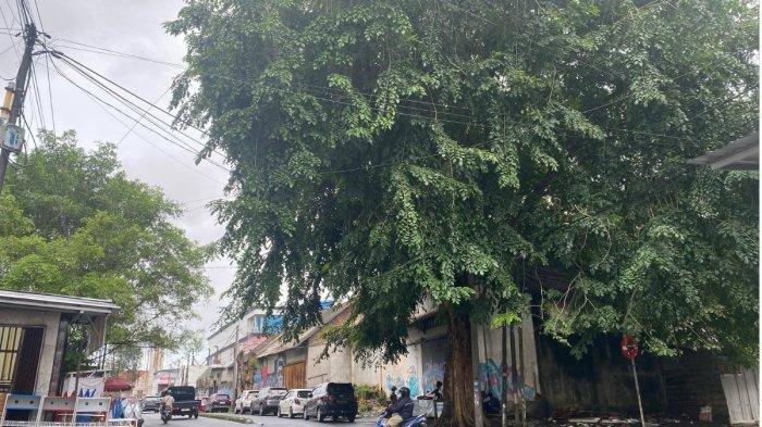 POHON BESAR - Sebagian pohon yang tumbuh di pinggir jalan Kota Pangkalpinang sudah besar dan tinggi menjulang.
Artikel ini telah tayang di BangkaPos.com dengan judul DLH Targetkan Penebangan Pohon Besar di Pangkalpinang Rampung Usai Lebaran, https://bangka.tribunnews.com/2025/03/17/dlh-targetkan-penebangan-pohon-besar-di-pangkalpinang-rampung-usai-lebaran.
Penulis: Andini Dwi Hasanah | Editor: Hendra