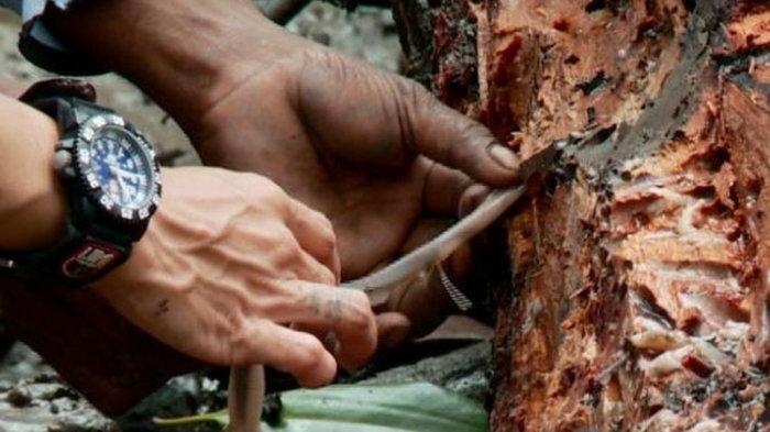 Tembiluk, makanan khas Dayak yang diambil dari pohon bakau yang busuk.