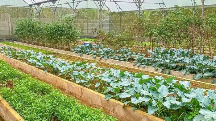 Area perkebunan Jowey Kitchen, kalian dapat memanen sayur di sini dan membeli hasil panen untuk langsung dibawa pulang.