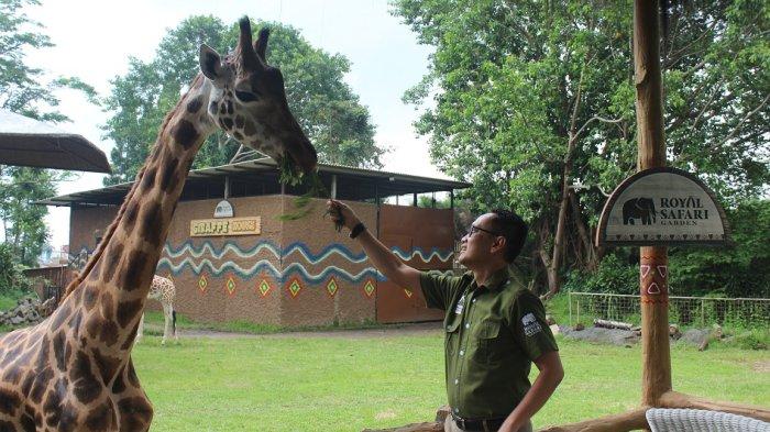 Royal Safari Gardn, salah satu tempat wisata di Bogor yang memiliki ragam koleksi satwa unik dan langka.
