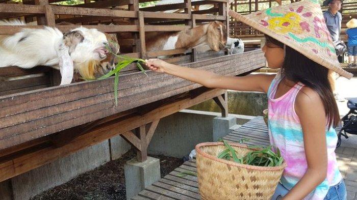 Liburan bersama keluarga kini dapat diisi dengan aktivitas bermain dan belajar, Kuntum Farmfield dapat dijadikan sebagai alternatif tempat wisata Bogor yang dapat dikunjungi saat tahun baru nanti.