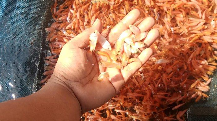 Intip deretan arti mimpi terkait menangkap ikan. Menurut Primbon Jawa ternyata tafsir mimpi tersebut bisa jadi dua pertanda tak terduga.