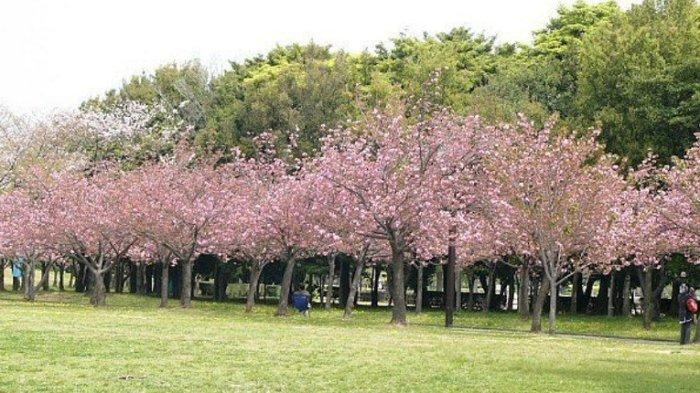 Di tempat wisata Bogor Kebun Raya Cibodas ini, kamu dan pasangan bisa merasakan vibes Jepang dengan berjalan-jalan di bawah pohon sakura.