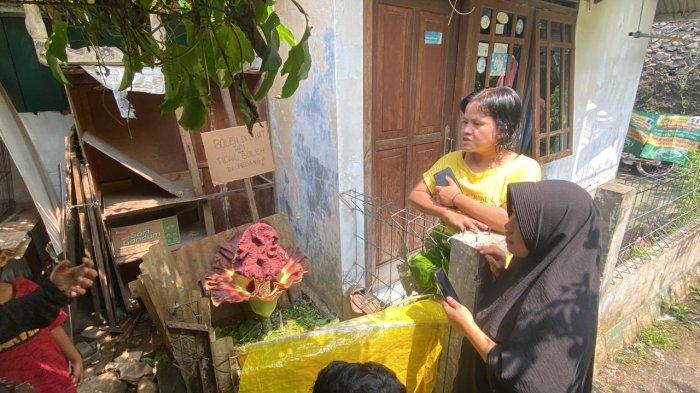 Tanaman mirip bunga bangkai tumbuh di pekarangan rumah warga Kelurahan Tanah Sareal, Kecamatan Tanah Sareal, Kota Bogor, Sabtu (11/5/2024).