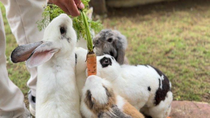 TEMPAT WISATA BOGOR - Garden Rabbit Cigwa Wisata menghadirkan pengalaman seru memberi makan kelinci di tengah alam hijau Puncak, Bogor. Area ini menjadi favorit anak-anak untuk berinteraksi langsung dengan hewan lucu dan jinak.