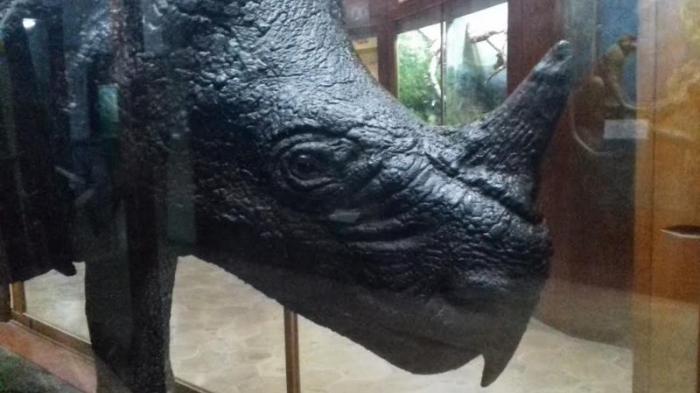 Badak berusia 102 tahun ini menjadi koleksi Museum Zoologi Bogor.