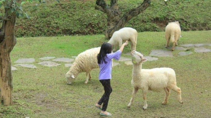 Ajak anak Anda untuk bermain dengan domba - domba di The Ranch Cisarua Puncak Bogor, tempat wisata dengan segala edukasi tentang hewan ada di sini.
