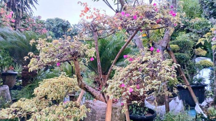 Bonsai merupakan salah satu tanaman yang menjadi favorit pelanggan di UMKM Ayu Florist Bogor.