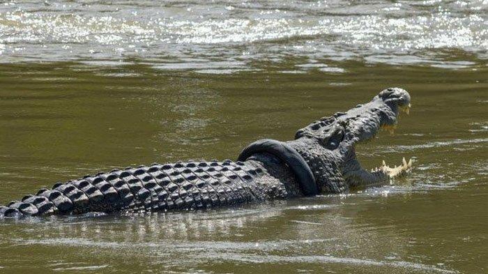 Buaya liar yang lehernya terlilit ban bekas terlihat di Sungai Palu, Sulawesi Tengah, pada 15 Januari 2020.