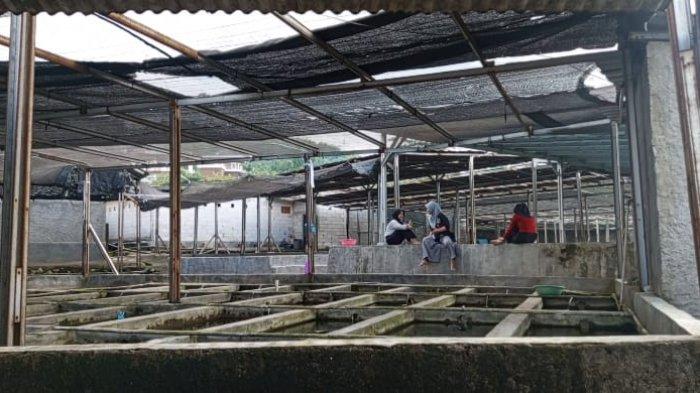 budidaya tanaman hias Aquascape dan udang hias tumbuh