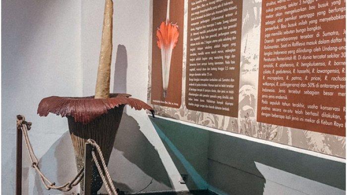 Salah satu koleksi yang menjadi daya tarik di Museum Nasional Sejarah Alam Indonesia adalah Koleksi Rafflesia, tumbuhan langka asli Indonesia yang terkenal dengan bunga besar dan berbau busuk.