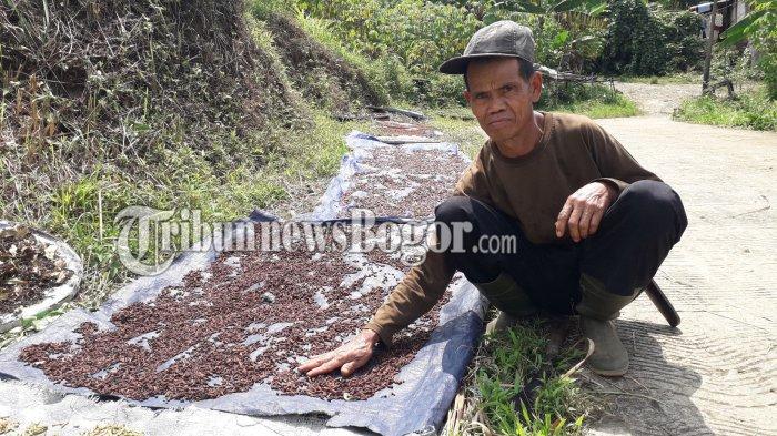 Hasil pertanian cengkeh di Bojongkoneng, Kabupaten Bogor, Kabupaten Bogor, Minggu (26/11/2023).