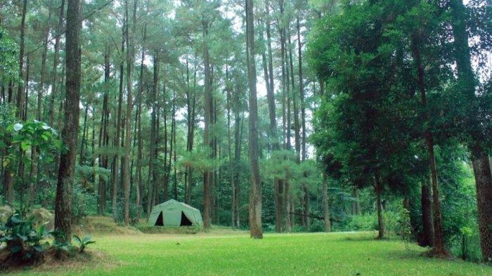 Wisata Alam Gunung Pancar, tempat wisata di Bogor yang memiliki udara sejuk dan pemandangan asri, dikelilingi pohon pinus yang rindang.