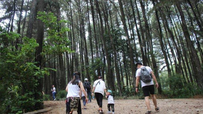 Beberapa tempat wisata di Sentul, Bogor ini memanjakan pengunjungnya dengan suasana alam yang cocok untuk kamu yang ingin melepas stress. Salah satunyaa Gunung Pancar.