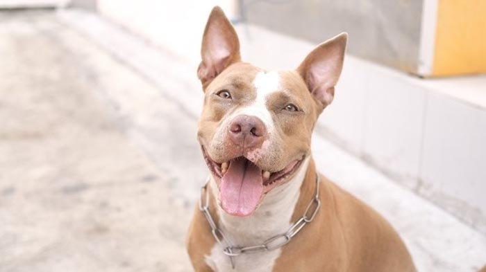 Ilustrasi anjing pitbull.