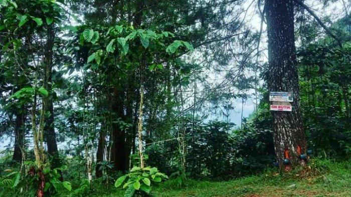 Jalur pendakian Gunung Butik, tempat wisata yang disukai pendaki karena meski mungil namun treknya menantang.